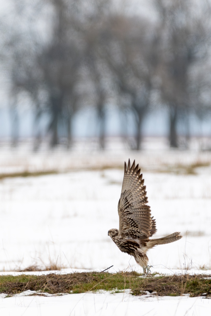 DSC_6514_Papp Csaba.jpg